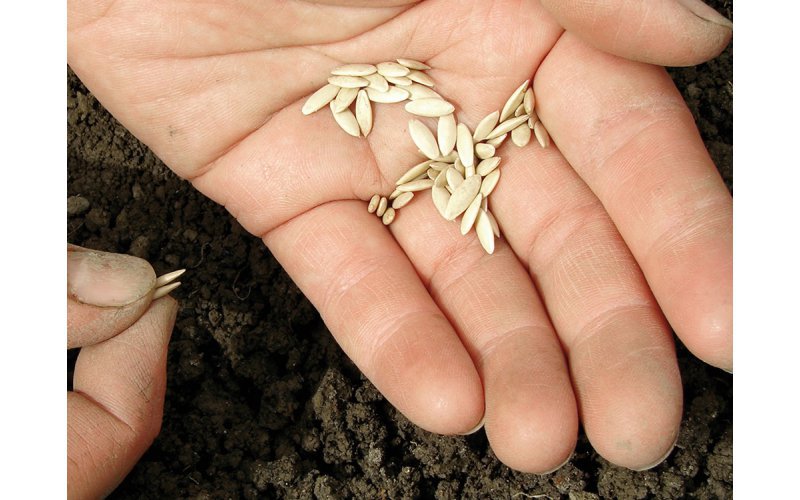 Certified Seeds Supply