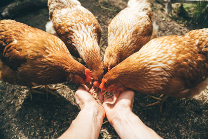 Animal Care Solutions