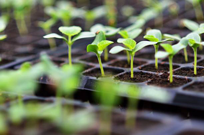 Agricultural Seeds & Seedlings