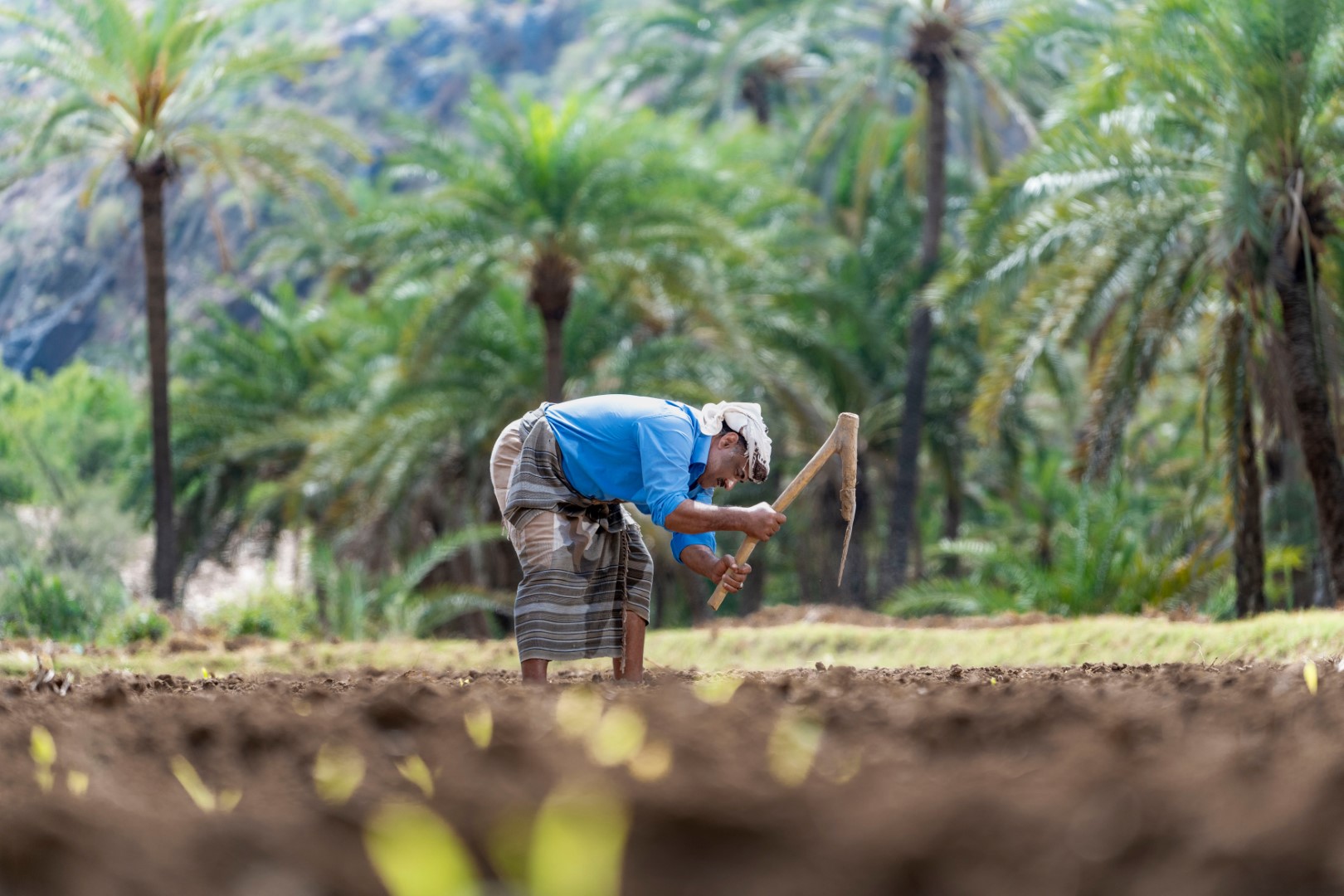 KMK Agri About Us Image - Agricultural Services in Yemen
